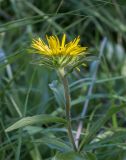 Inula hirta