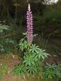 Lupinus polyphyllus. Цветущее растение на берегу ручья (листья поражены мучнисторосяным грибом Erysiphe trifoliorum). Томск, между пос. Новый и мкр. Зелёные горки, возле заброшенных садовых участков. 21.09.2016.