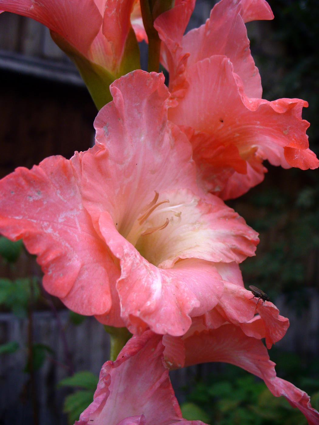 Image of Gladiolus &times; colvillei specimen.