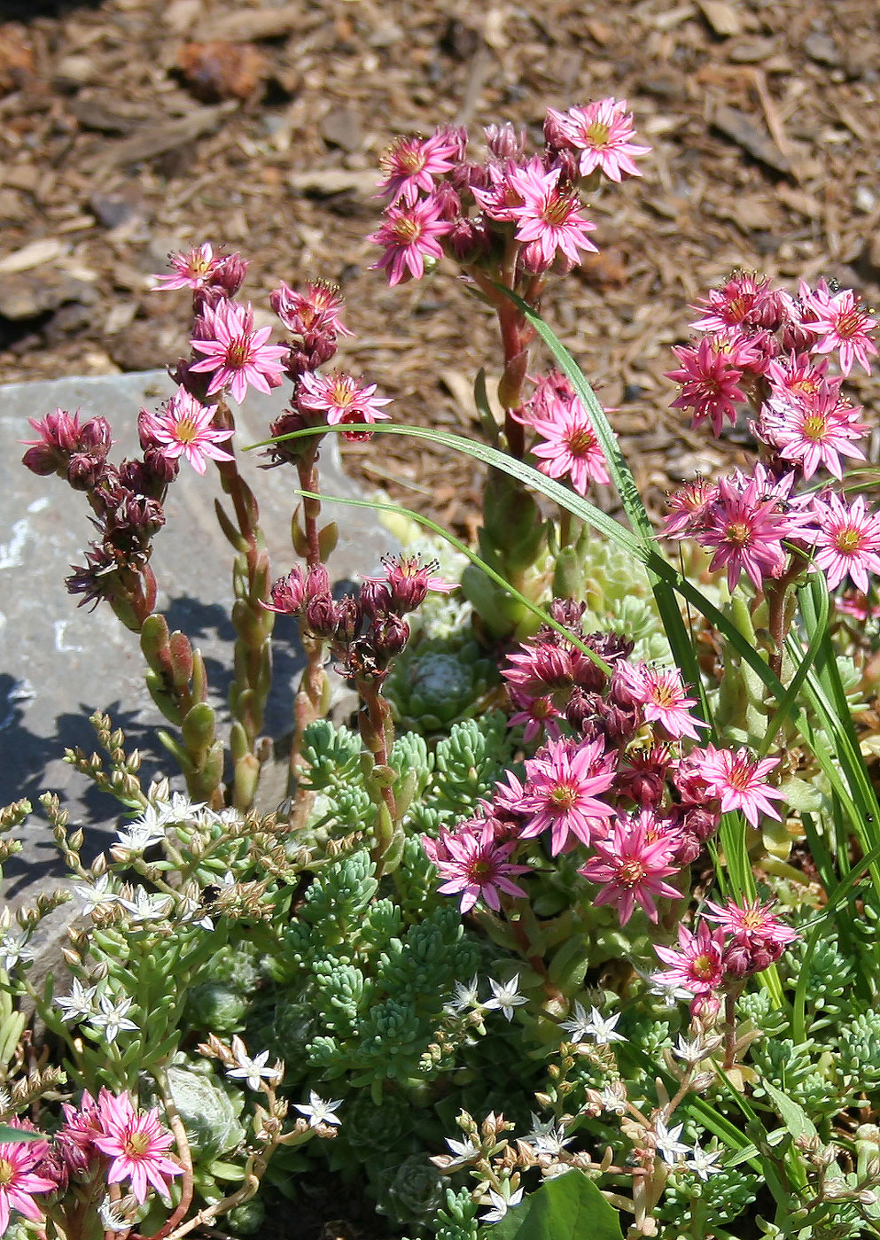 Изображение особи Sempervivum arachnoideum.