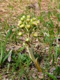 Petasites spurius