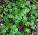 Geranium lucidum