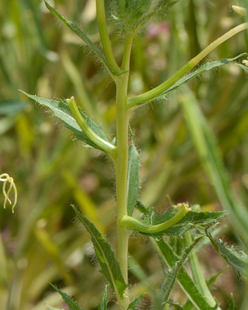 Изображение особи Oenothera pallida.