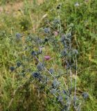 Eryngium planum