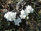 Phlox sibirica