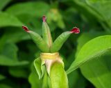 Paeonia macrophylla