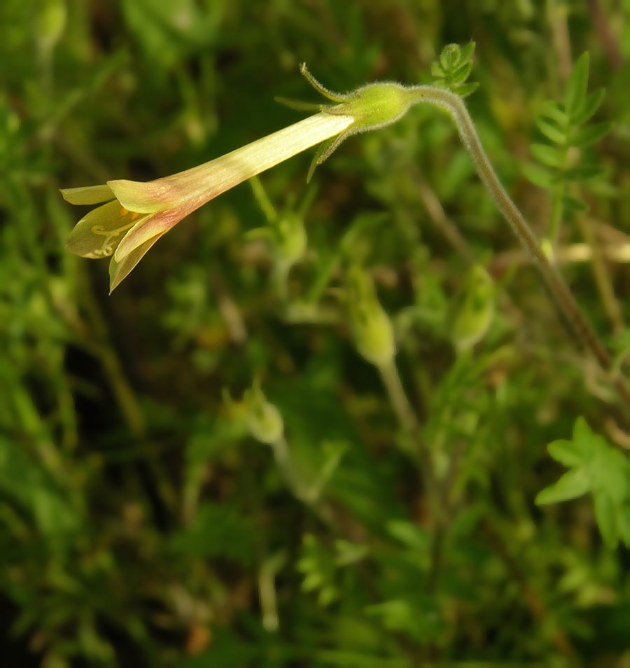 Изображение особи Polemonium pauciflorum.