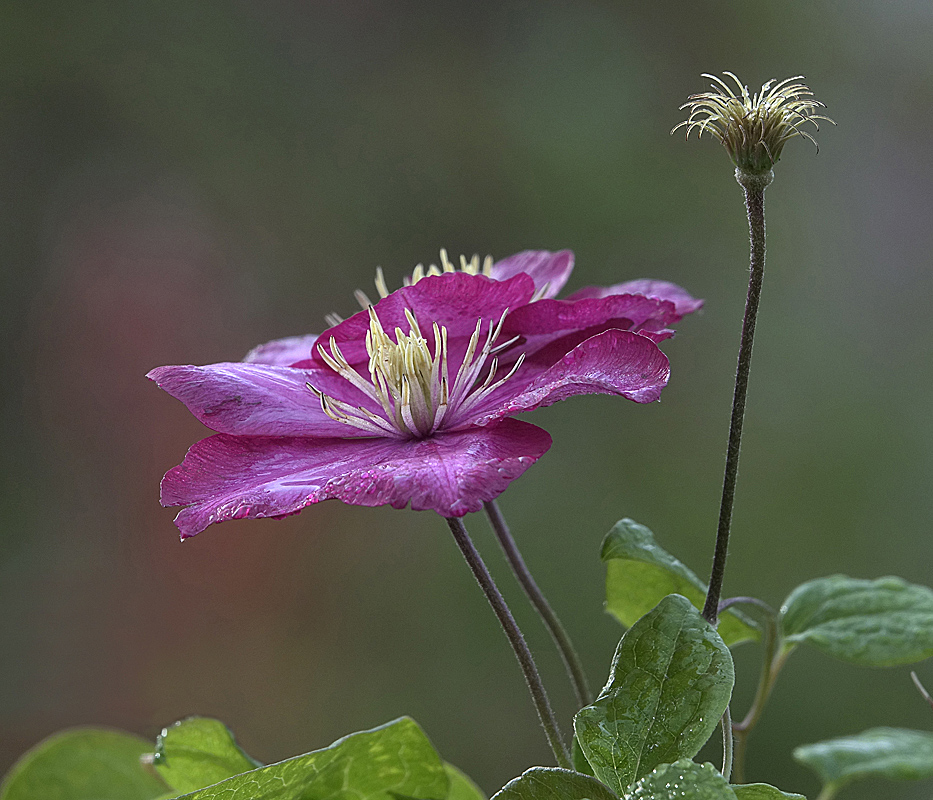 Изображение особи Clematis &times; jackmanii.