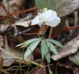 Eranthis sibirica. Верхушка цветущего растения. Иркутская обл., Слюдянский р-н, долина р. Слюдянка, редкий смешанный лес. 29.04.2018.