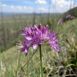 Allium eduardii. Соцветие. Республика Тыва, Эрзинский р-н, низовье р. Нарын, остепнённый каменистый склон сопки. 23.07.2018.