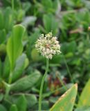 Allium victorialis. Верхушка побега с соплодием с незрелыми плодами. Грузия, Душетский муниципалитет, окр. оз. Голубое Абуделаури, склон морены. 01.08.2018.