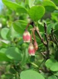 Vaccinium uliginosum. Верхушка веточки с цветками, бутоном и кормящимися тлями. Окр. Архангельска, болото. 10.06.2011.