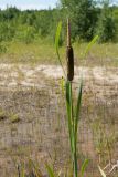 Typha latifolia