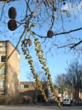 Alnus × spaethii. Часть веточки с тычиночными и пестичными соцветиями и прошлогодними соплодиями. Нидерланды, провинция Гронинген, Гронинген, в уличном озеленении. 14 января 2007 г.