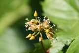 Parthenocissus quinquefolia