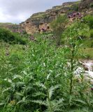 genus Cirsium. Верхушки цветущих растений. Ставропольский край, окр. г. Кисловодск, Берёзовское ущелье. Июль 2020 г.