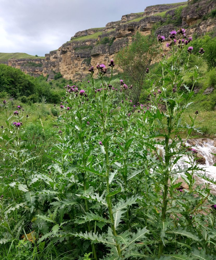 Изображение особи род Cirsium.