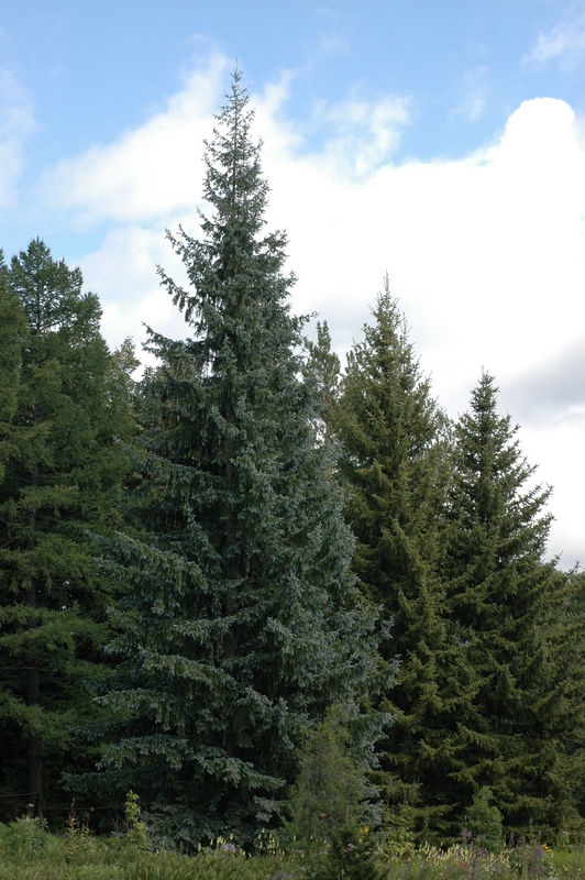 Изображение особи Picea obovata var. coerulea.
