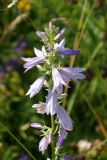 Campanula bononiensis