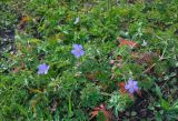 Geranium pratense