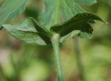 Cerastium holosteoides. Часть побега. Республика Алтай, Чемальский р-н, сосновый лес в долине р. Катунь. 25.06.2010.