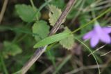 Campanula patula. Лист. Костромская обл., Кологривский р-н, хут. Плосково, край луга. 7 сентября 2020 г.