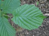 Corylus avellana