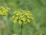 Heracleum sibiricum