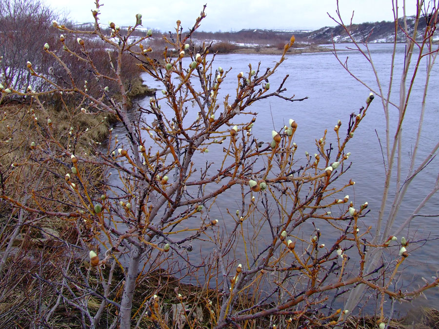 Изображение особи Salix lanata.