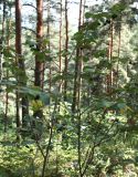Cotoneaster melanocarpus. Верхняя часть плодоносящего куста (высота куста - около 2 м). Алтай, окр. пос. Манжерок, сосняк на склоне г. Черепан. 26.08.2009.