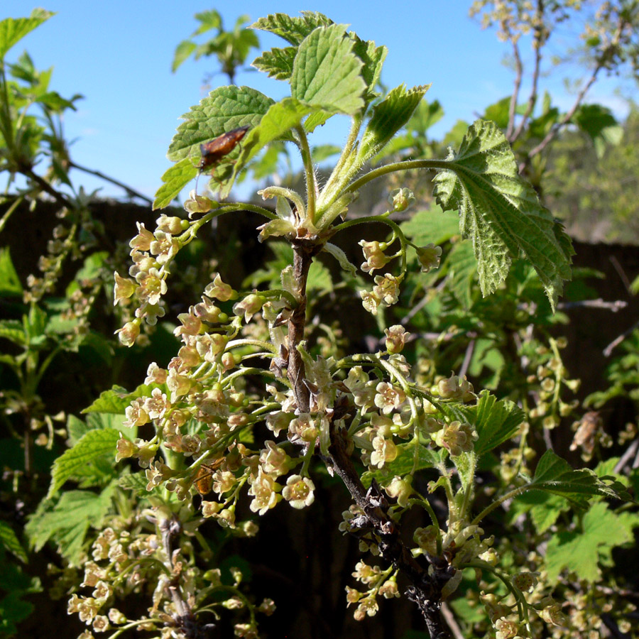 Изображение особи Ribes hispidulum.