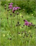 Centaurea scabiosa. Верхушка расцветающего растения. Тверская обл., Ржевский р-н, р. Волга, окр. переката Рождественский, заливной луг. 9 июля 2011 г.