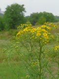 Senecio erucifolius