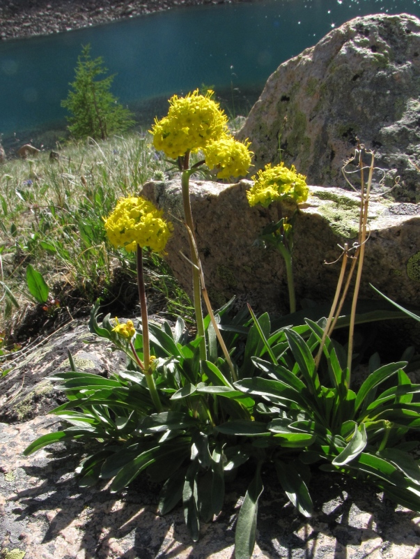 Изображение особи Patrinia sibirica.