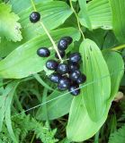 Actaea spicata