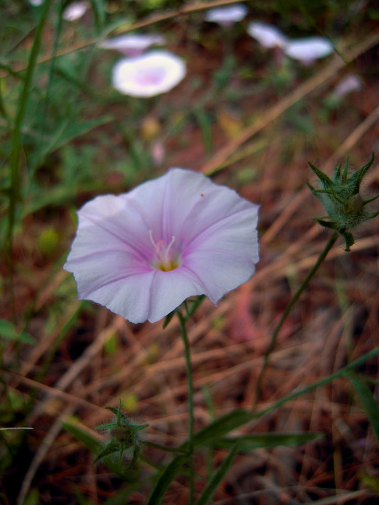 Изображение особи Convolvulus subhirsutus.