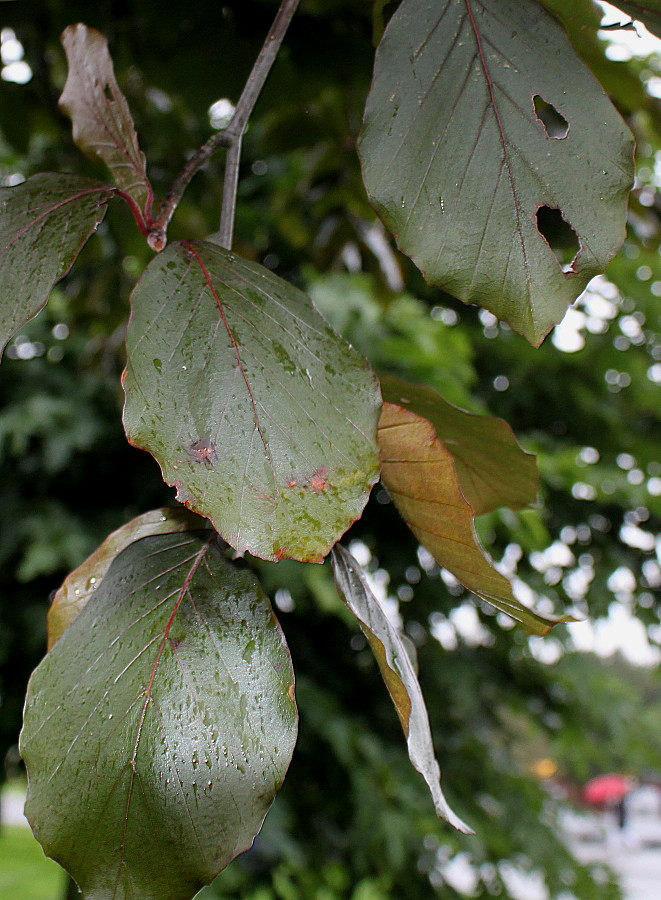 Изображение особи Fagus sylvatica var. purpurea.