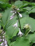 Hosta albomarginata