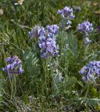 Oxytropis alpestris. Цветущие растения. Республика Алтай, Улаганский р-н, Курайский хр., верх. р. Ярлы-Амры, окр. ртутного завода. 26.06.2012.