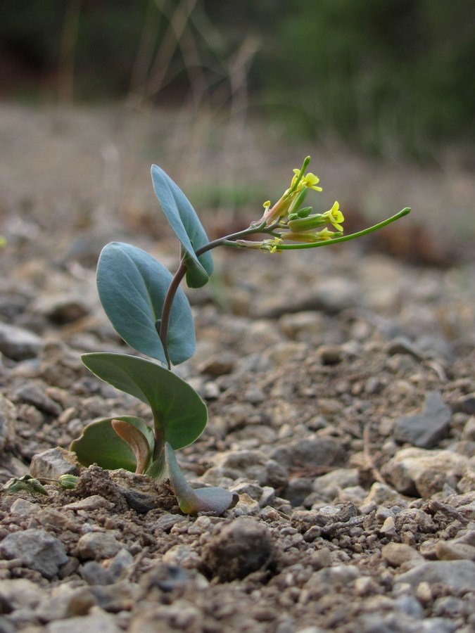 Изображение особи Conringia clavata.