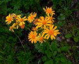 Tephroseris porphyrantha. Общее соцветие. Красноярский край, н/п Шушенский бор, уч-к \"Горный\", открытый разнотравный склон. 30.05.2013.