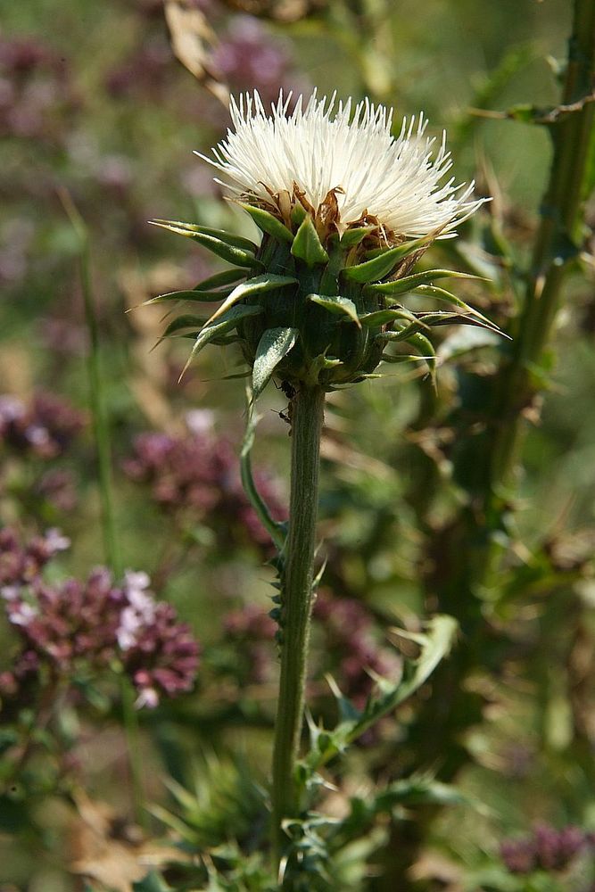 Image of genus Carduus specimen.