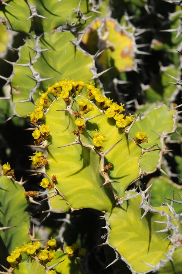 Изображение особи Euphorbia grandicornis.