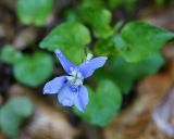 Viola sieheana