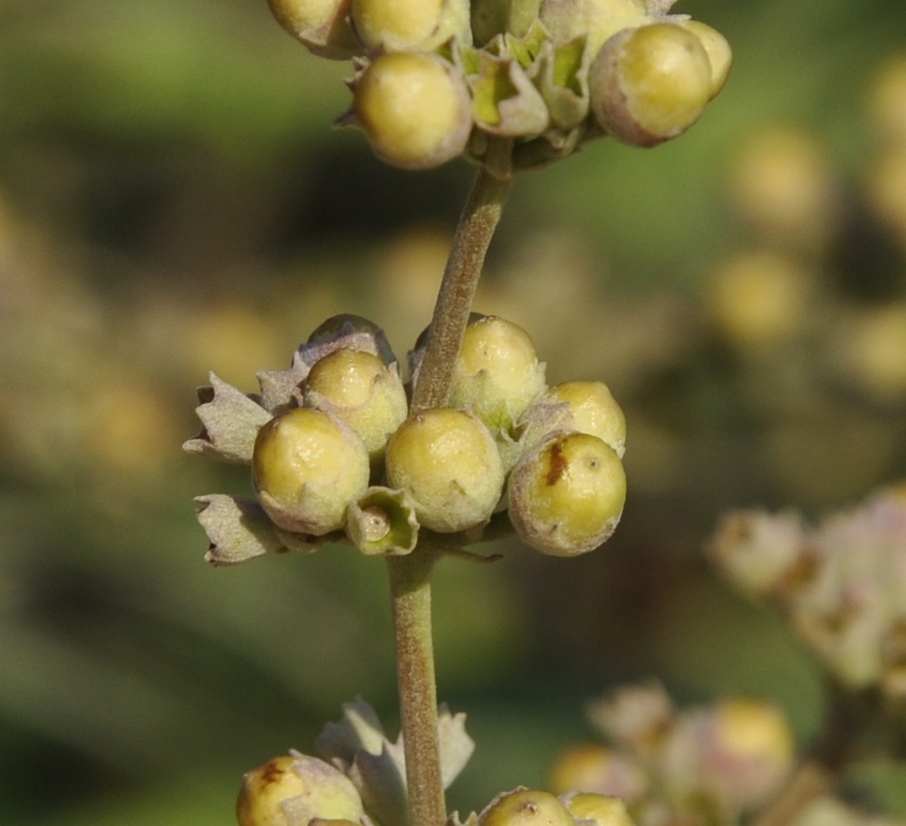 Изображение особи Vitex agnus-castus.