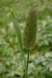 Phleum alpinum