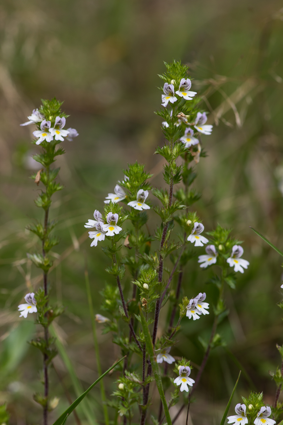 Изображение особи Euphrasia brevipila.