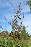 Rumex sylvestris