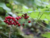 Actaea erythrocarpa. Соплодие и основания листьев. Пермский край, Суксунский р-н, с. Ключи, сосновый бор. 18.07.2015.