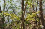 Fraxinus pennsylvanica. Часть побега женского растения с пестичными соцветиями. Восточный Казахстан, г. Усть-Каменогорск, правый берег р. Иртыш. 05.05.2015.